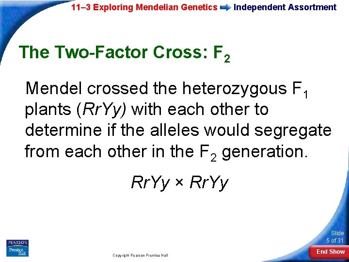 11– 3 Exploring Mendelian Genetics Independent Assortment The Two-Factor Cross: F 2 Mendel crossed