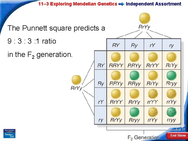11– 3 Exploring Mendelian Genetics Independent Assortment The Punnett square predicts a 9 :