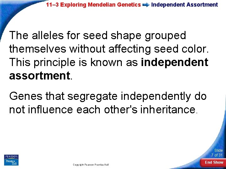 11– 3 Exploring Mendelian Genetics Independent Assortment The alleles for seed shape grouped themselves