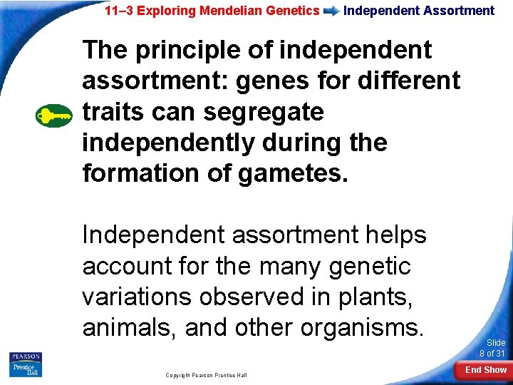 11– 3 Exploring Mendelian Genetics Independent Assortment The principle of independent assortment: genes for