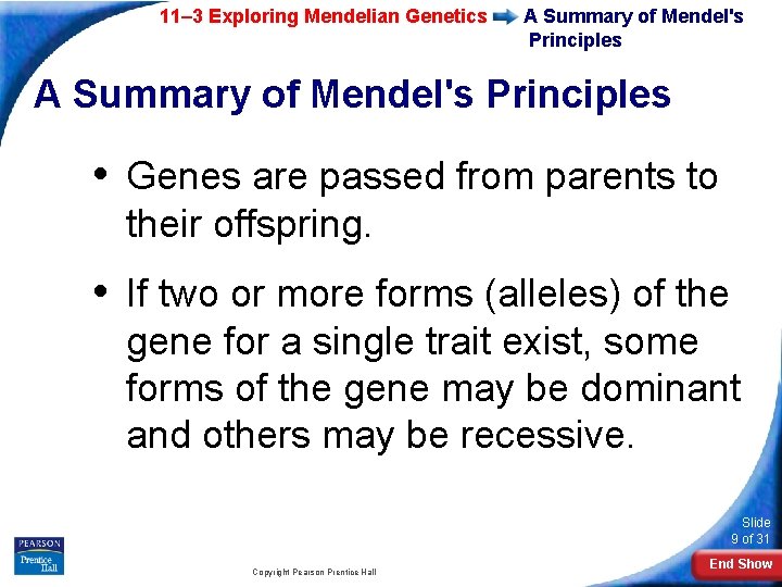 11– 3 Exploring Mendelian Genetics A Summary of Mendel's Principles • Genes are passed