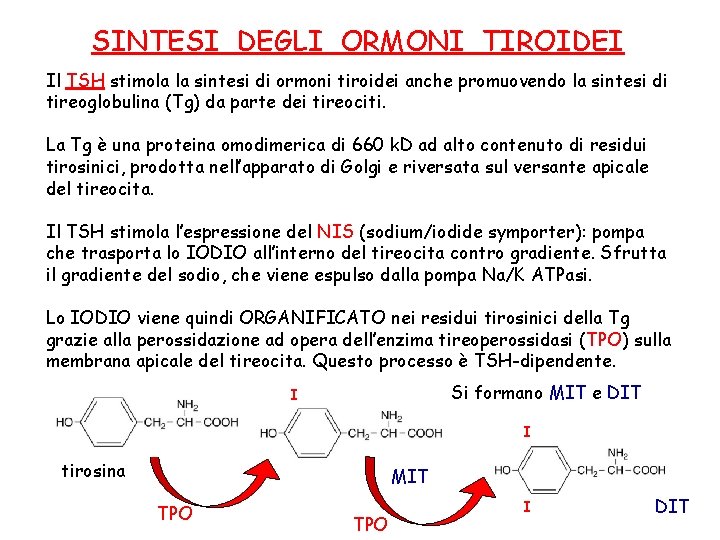 SINTESI DEGLI ORMONI TIROIDEI Il TSH stimola la sintesi di ormoni tiroidei anche promuovendo