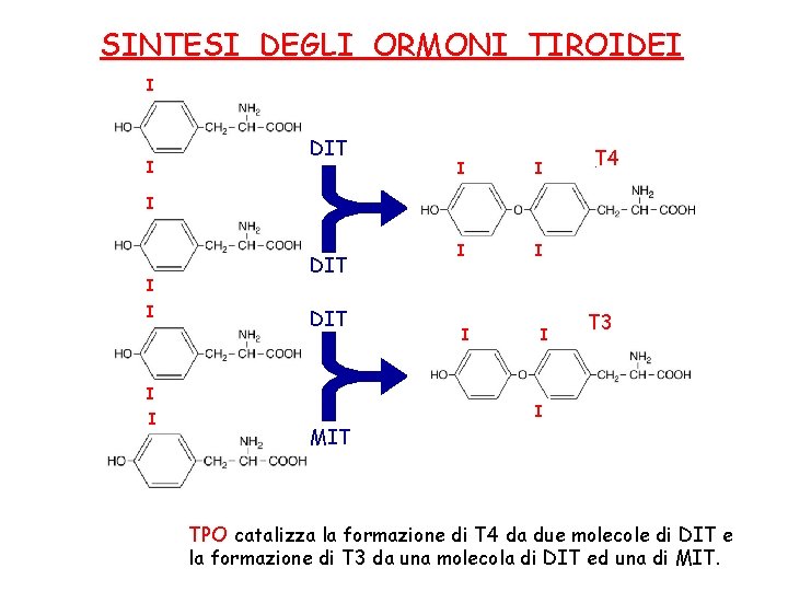 SINTESI DEGLI ORMONI TIROIDEI I I DIT I I T 4 I I I
