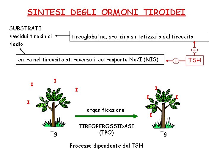 SINTESI DEGLI ORMONI TIROIDEI SUBSTRATI • residui tirosinici • iodio tireoglobulina, proteina sintetizzata dal