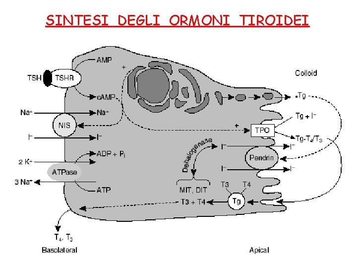 SINTESI DEGLI ORMONI TIROIDEI 