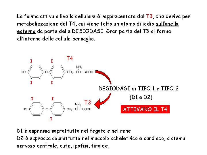 La forma attiva a livello cellulare è rappresentata dal T 3, che deriva per