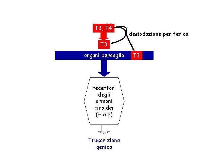 T 3, T 4 desiodazione periferica T 3 organi bersaglio recettori degli ormoni tiroidei