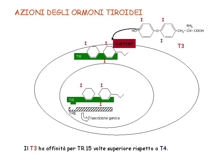 AZIONI DEGLI ORMONI TIROIDEI I TR carrier I I I TRE Trascrizione genica Il