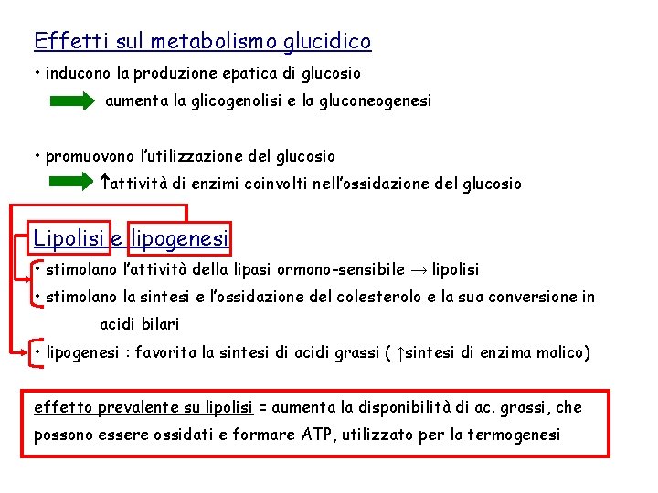 Effetti sul metabolismo glucidico • inducono la produzione epatica di glucosio aumenta la glicogenolisi