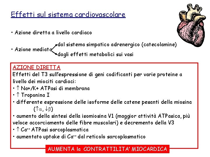 Effetti sul sistema cardiovascolare • Azione diretta a livello cardiaco • Azione mediata dal