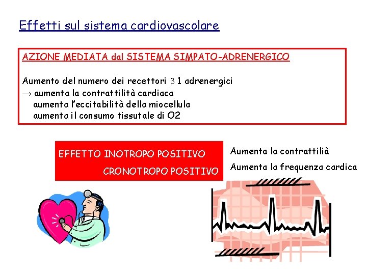 Effetti sul sistema cardiovascolare AZIONE MEDIATA dal SISTEMA SIMPATO-ADRENERGICO Aumento del numero dei recettori