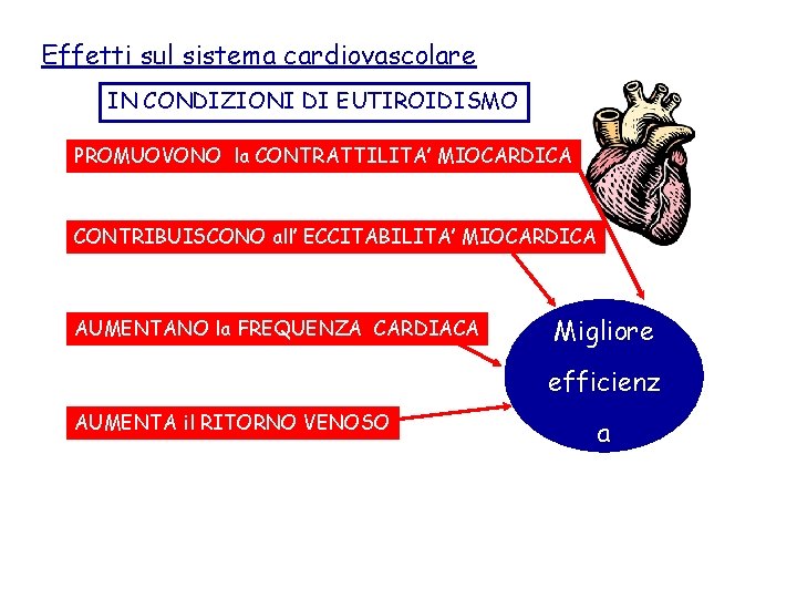 Effetti sul sistema cardiovascolare IN CONDIZIONI DI EUTIROIDISMO PROMUOVONO la CONTRATTILITA’ MIOCARDICA CONTRIBUISCONO all’