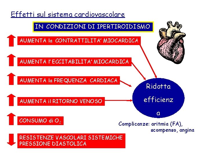 Effetti sul sistema cardiovascolare IN CONDIZIONI DI IPERTIROIDISMO AUMENTA la CONTRATTILITA’ MIOCARDICA AUMENTA l’