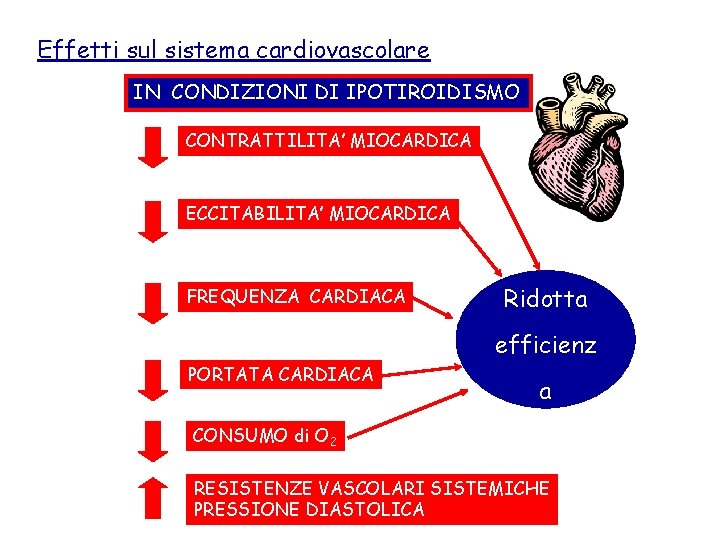 Effetti sul sistema cardiovascolare IN CONDIZIONI DI IPOTIROIDISMO CONTRATTILITA’ MIOCARDICA ECCITABILITA’ MIOCARDICA FREQUENZA CARDIACA