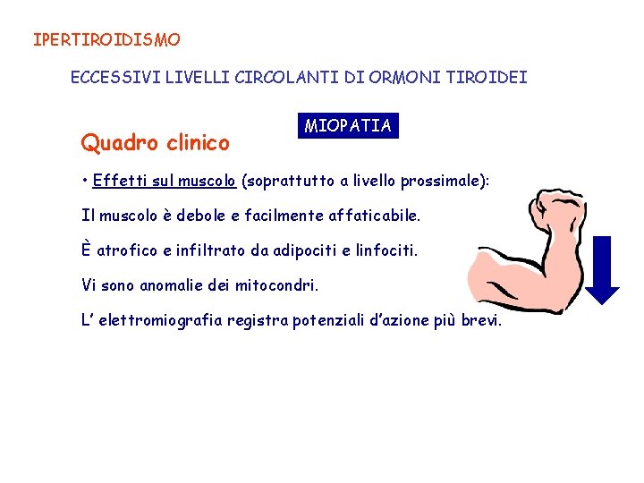 IPERTIROIDISMO ECCESSIVI LIVELLI CIRCOLANTI DI ORMONI TIROIDEI Quadro clinico MIOPATIA • Effetti sul muscolo