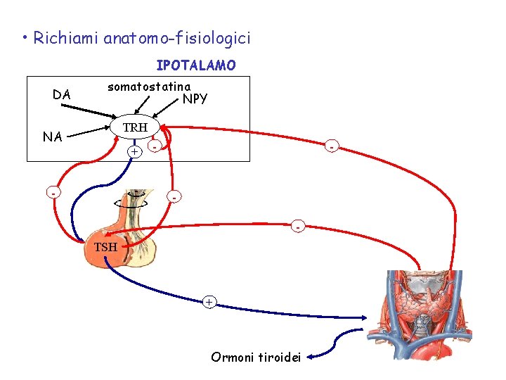  • Richiami anatomo-fisiologici IPOTALAMO DA somatostatina NPY TRH NA + - - -