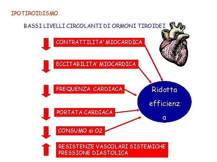 IPOTIROIDISMO BASSI LIVELLI CIRCOLANTI DI ORMONI TIROIDEI CONTRATTILITA’ MIOCARDICA ECCITABILITA’ MIOCARDICA FREQUENZA CARDIACA Ridotta