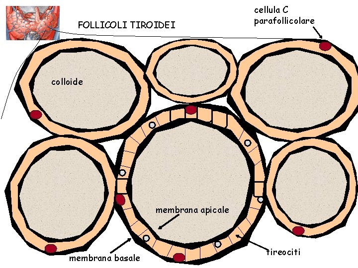 FOLLICOLI TIROIDEI cellula C parafollicolare colloide membrana apicale membrana basale tireociti 