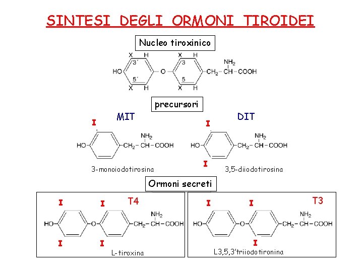 SINTESI DEGLI ORMONI TIROIDEI Nucleo tiroxinico precursori MIT I I 3 -monoiodotirosina I DIT