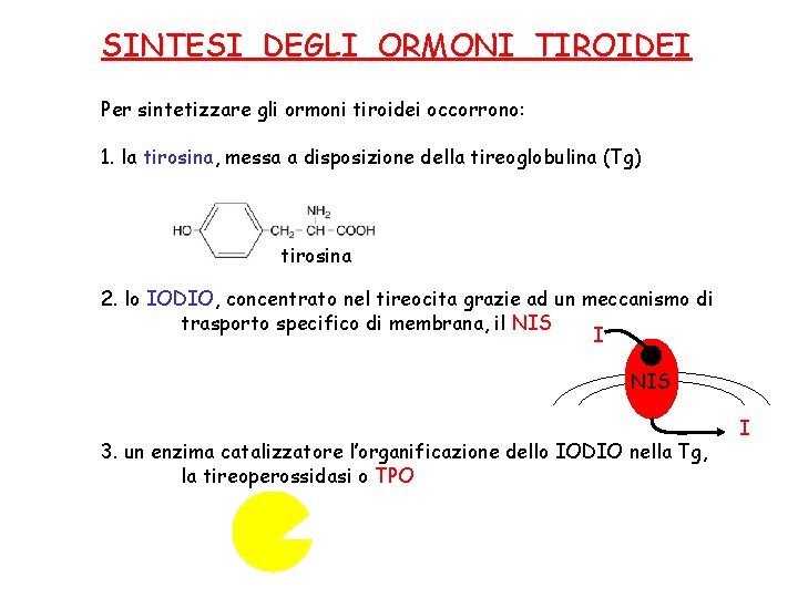 SINTESI DEGLI ORMONI TIROIDEI Per sintetizzare gli ormoni tiroidei occorrono: 1. la tirosina, messa