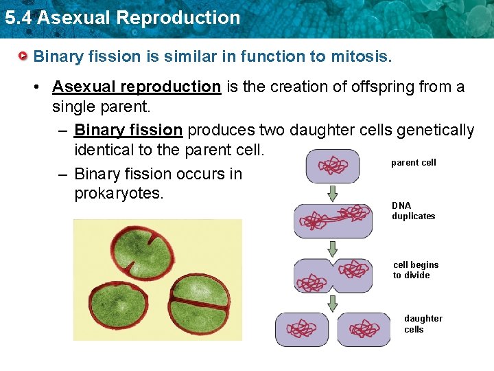 5. 4 Asexual Reproduction Binary fission is similar in function to mitosis. • Asexual