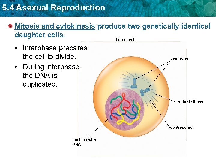 5. 4 Asexual Reproduction Mitosis and cytokinesis produce two genetically identical daughter cells. Parent