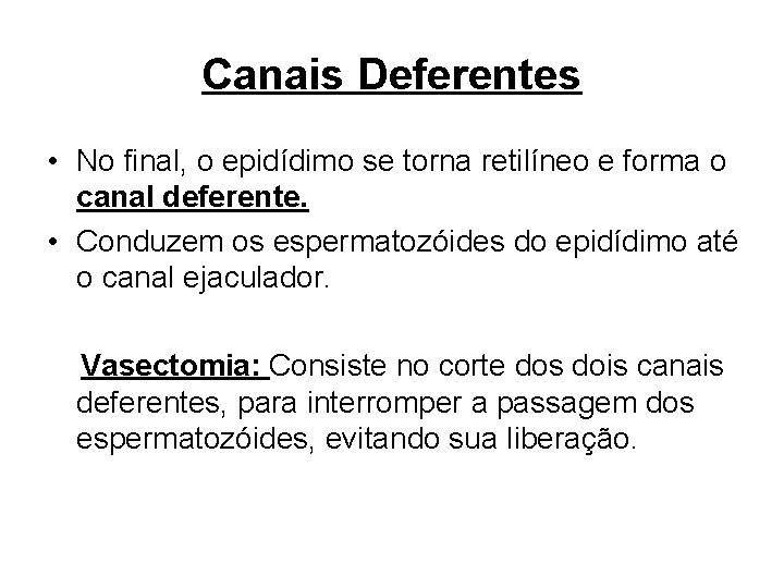 Canais Deferentes • No final, o epidídimo se torna retilíneo e forma o canal