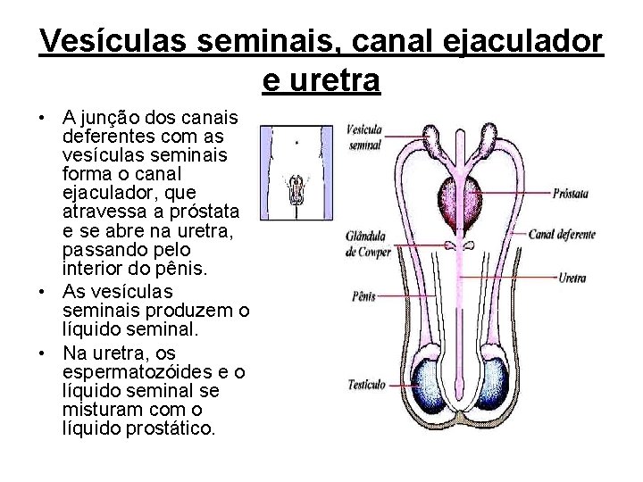 Vesículas seminais, canal ejaculador e uretra • A junção dos canais deferentes com as