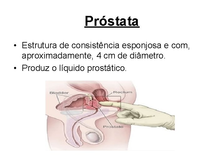 Próstata • Estrutura de consistência esponjosa e com, aproximadamente, 4 cm de diâmetro. •