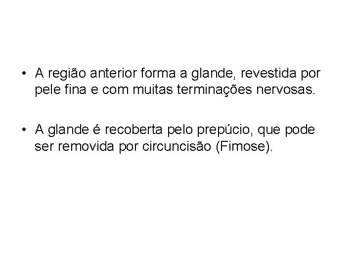  • A região anterior forma a glande, revestida por pele fina e com