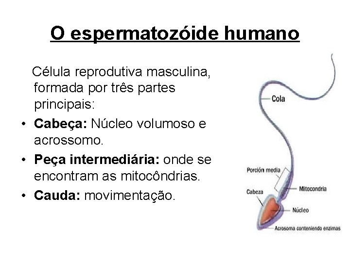 O espermatozóide humano Célula reprodutiva masculina, formada por três partes principais: • Cabeça: Núcleo