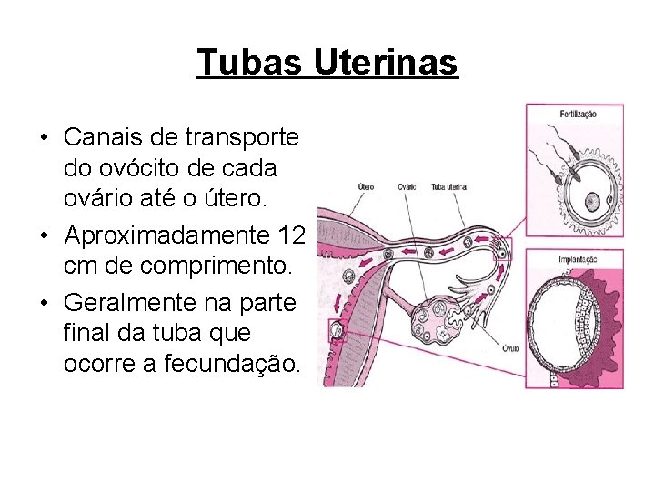 Tubas Uterinas • Canais de transporte do ovócito de cada ovário até o útero.