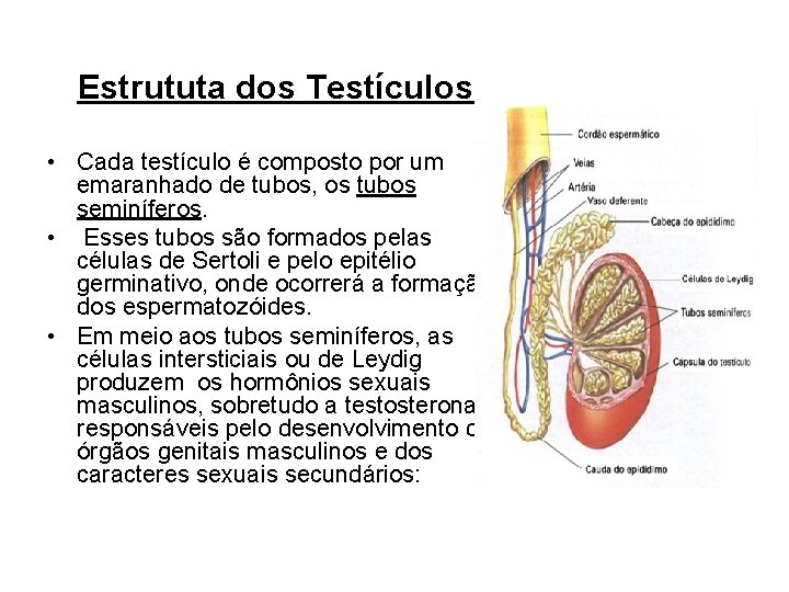 Estrututa dos Testículos • Cada testículo é composto por um emaranhado de tubos, os