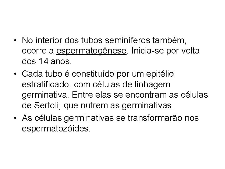  • No interior dos tubos seminíferos também, ocorre a espermatogênese. Inicia-se por volta