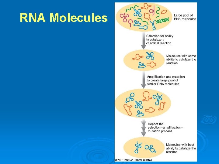 RNA Molecules RNA Molecules