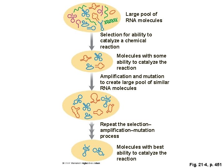 Large pool of RNA molecules Selection for ability to catalyze a chemical reaction Molecules Large pool of RNA molecules Selection for ability to catalyze a chemical reaction Molecules