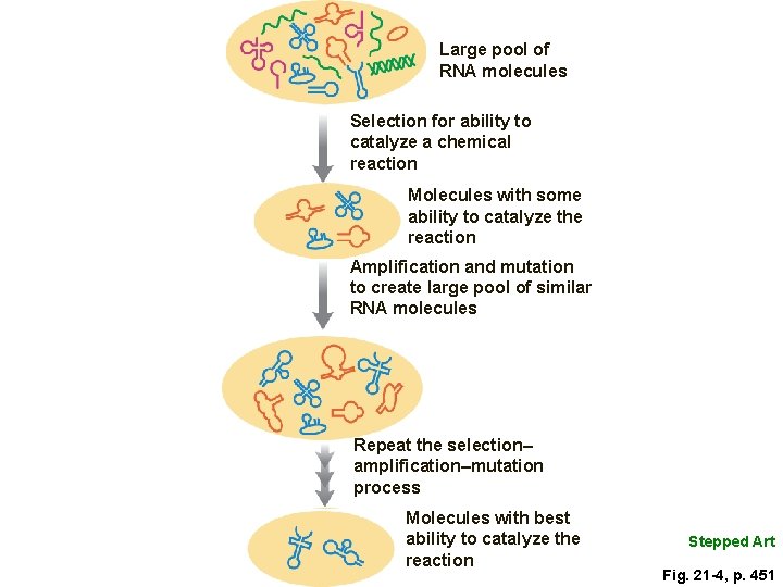 Large pool of RNA molecules Selection for ability to catalyze a chemical reaction Molecules Large pool of RNA molecules Selection for ability to catalyze a chemical reaction Molecules
