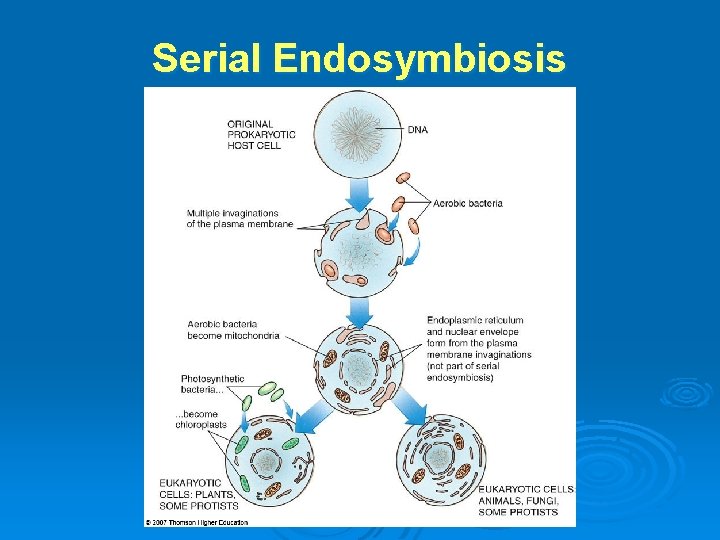 Serial Endosymbiosis Serial Endosymbiosis