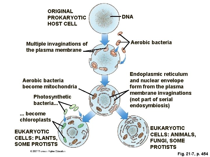 ORIGINAL PROKARYOTIC HOST CELL Multiple invaginations of the plasma membrane Aerobic bacteria become mitochondria ORIGINAL PROKARYOTIC HOST CELL Multiple invaginations of the plasma membrane Aerobic bacteria become mitochondria
