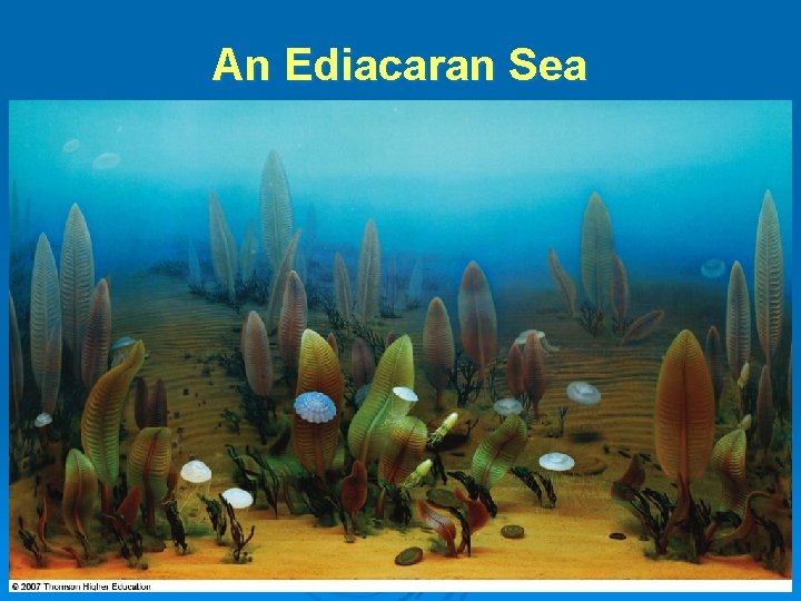 An Ediacaran Sea An Ediacaran Sea