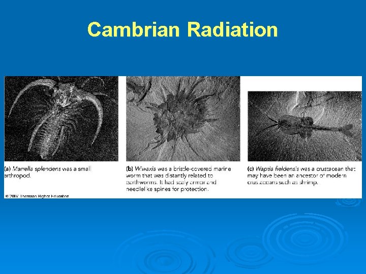 Cambrian Radiation Cambrian Radiation