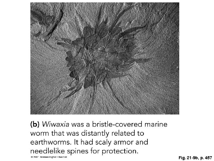 Fig. 21 -9 b, p. 457 Fig. 21 -9 b, p. 457