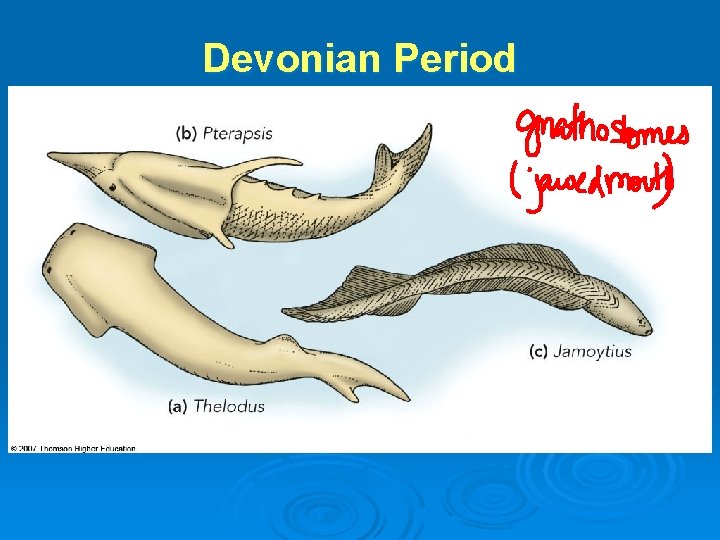 Devonian Period Devonian Period
