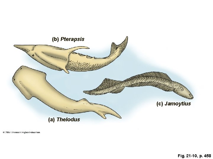 (b) Pterapsis (c) Jamoytius (a) Thelodus Fig. 21 -10, p. 458 (b) Pterapsis (c) Jamoytius (a) Thelodus Fig. 21 -10, p. 458