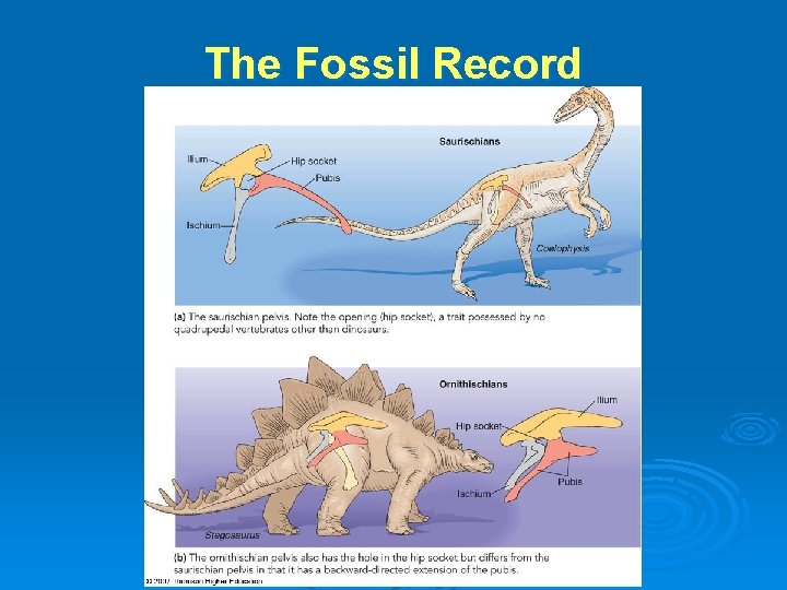 The Fossil Record The Fossil Record