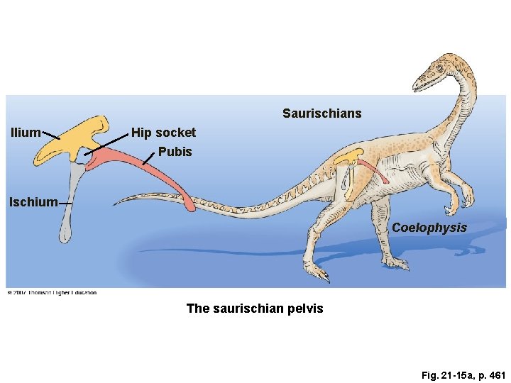 Saurischians Ilium Hip socket Pubis Ischium Coelophysis The saurischian pelvis Fig. 21 -15 a, Saurischians Ilium Hip socket Pubis Ischium Coelophysis The saurischian pelvis Fig. 21 -15 a,