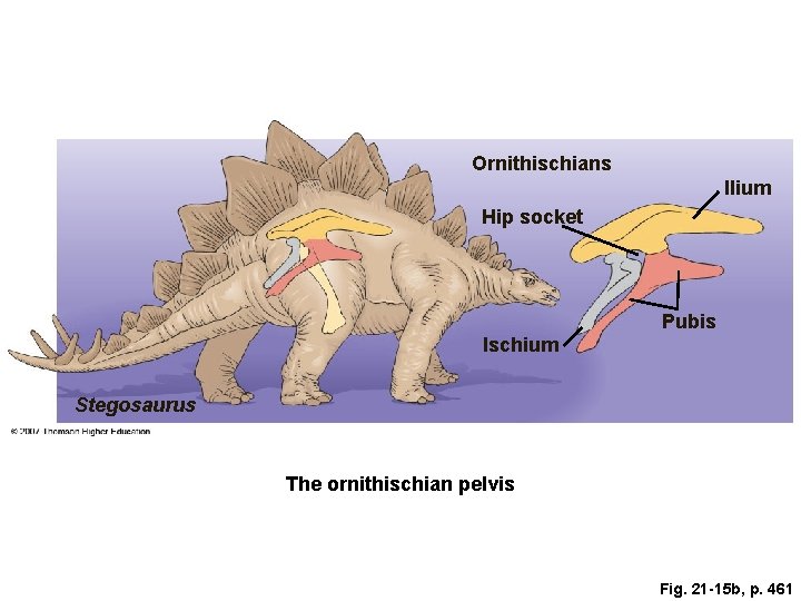 Ornithischians Ilium Hip socket Pubis Ischium Stegosaurus The ornithischian pelvis Fig. 21 -15 b, Ornithischians Ilium Hip socket Pubis Ischium Stegosaurus The ornithischian pelvis Fig. 21 -15 b,