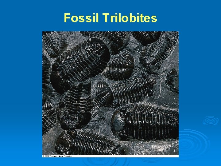 Fossil Trilobites Fossil Trilobites