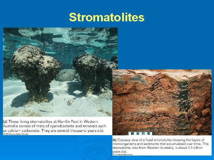 Stromatolites Stromatolites