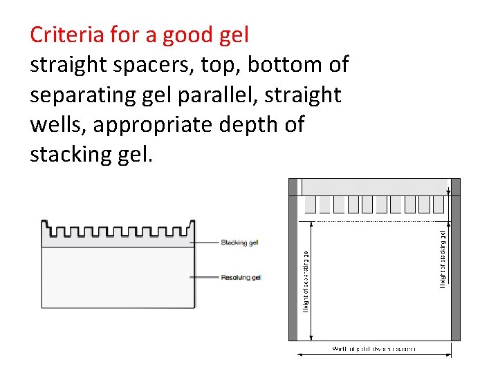 Criteria for a good gel straight spacers, top, bottom of separating gel parallel, straight